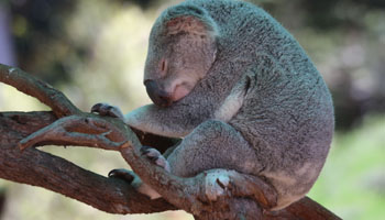 Perth Zoo - Koala