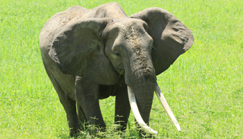 Elefant im Tarangiere Nationalpark 
