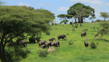 Elefanten im Tarangiere Nationalpark 
