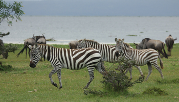 Zebras und Gnus auf Crescent Island