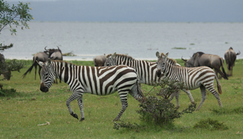 Zebras und Gnus auf Crescent Island Zebras und Gnus auf Crescent Island