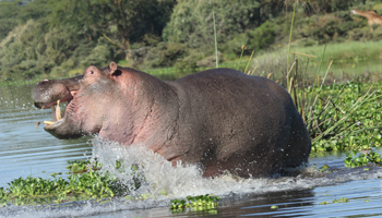 Flusspferd (Hippo) im Lake Naivasha