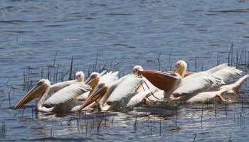 Pelikane auf dem Lake Nakuru