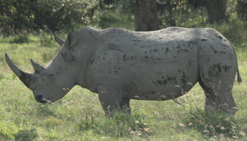 Black Rhino - Spitzmaulnashorn 