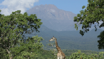 Arusha Nationalpark - Mount Meru