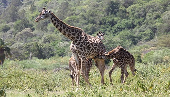 Arusha Nationalpark - Giraffen beim Säugen