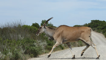 De Hoop Nature Reserve - Antilope