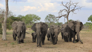 Krüger Nationalpark - Sabi Sands - Elefanten