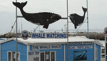 Hermanus - Whale Coast - Walbeobachtungen