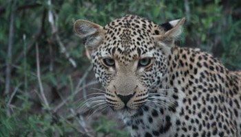Krüger Nationalpark - Sabi Sands - Leopard