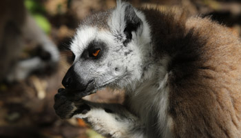 Monkeyland Primaten Sanctuary - Plettenberg Bay