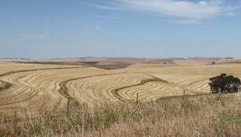Getreidefelder bei Overberg