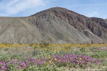 Anza-Borrego Desert State Park.