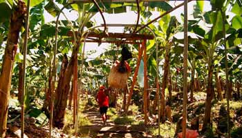 Bananenarbeiter auf einer Bananenplantage in Costa Rica