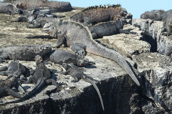 Leguane auf Punta Moreno