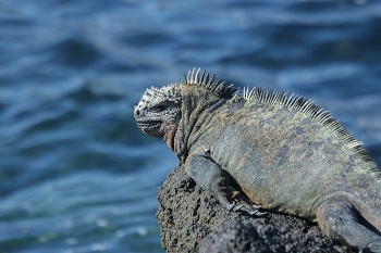 Leguan - Galapagos
