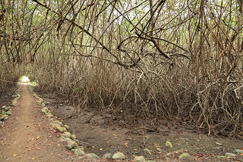Mangrovenreservat