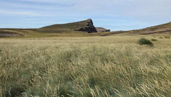 New Island - Falklandinseln