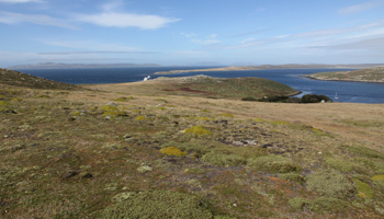 Westpoint Island - Falklandinseln
