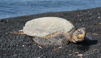 Riesenschildkröte am Kiholo Beach, Big Island / Hawaii