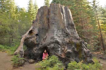 Kings Canyon National Park - Chicago Stump