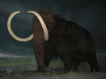 Mammut - Royal British Columbia Museum