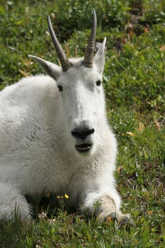 Mountain Goats (Weiße Bergziegen)