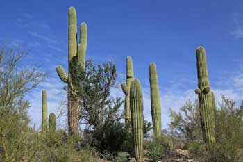 Saguaro Nationalpark