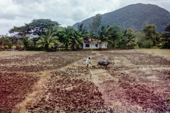 Landwirtschaft auf Sri Lanka