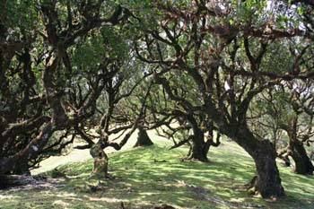 Lorbeerwald auf Madeira