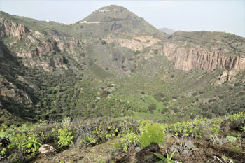 Pico / Caldera de Bandama