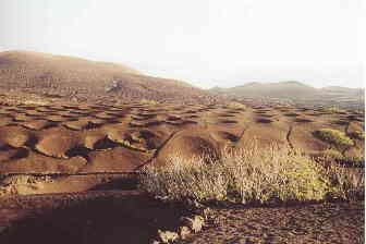 La Geria bei Mozaga - Weinanbau auf Lanzarote