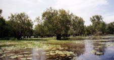 Yellow water wetlands