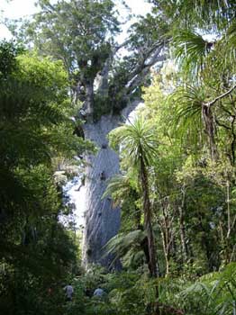 Tane Mahuta - Waipoua Karui Forest