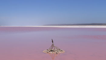 Pink Lage - Hutt River Lagoon