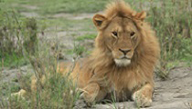 Löwe - Tansania